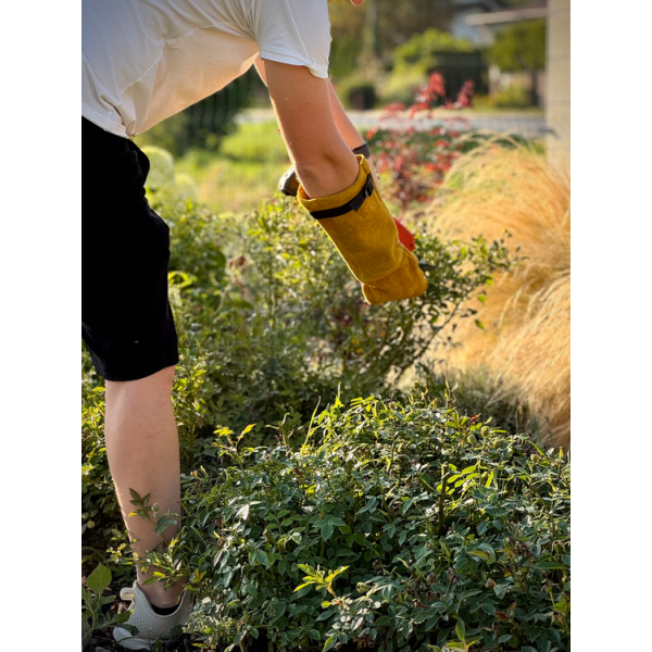 RĘKAWICE OGRODOWE DO PRZYCINANIA RÓŻ ROZM. 10 - MĘSKI 74144