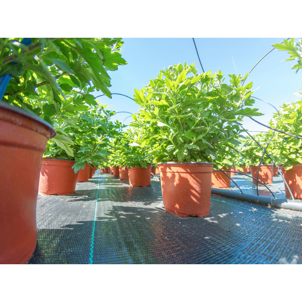 AGROTKANINA CZARNA 1,6 X 10 GRAMATURA 90G/M2 91047