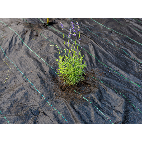 AGROTKANINA 70 G - 1,6X50M 91050